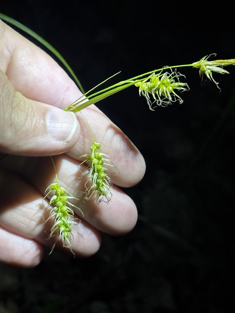 Sprengel's Sedge photo 3