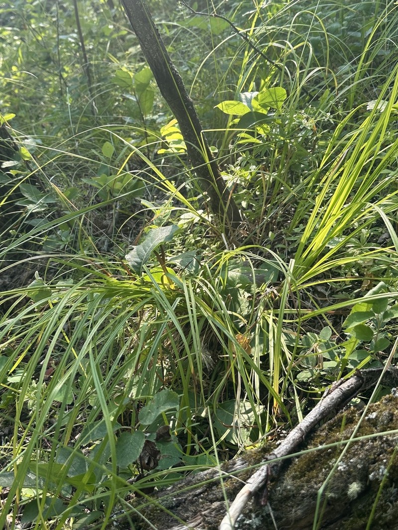 Sprengel's Sedge photo 4