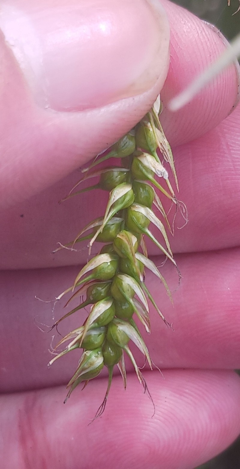 Sprengel's Sedge photo 5