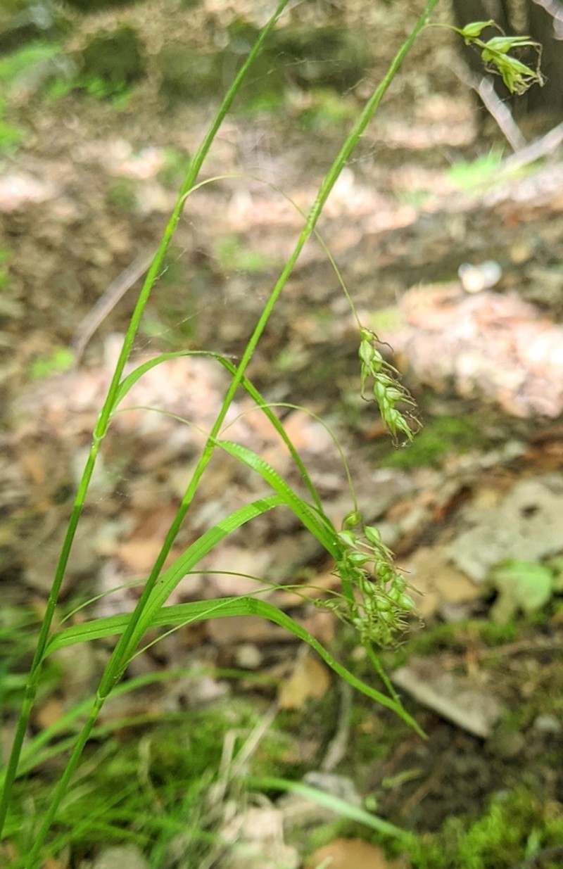 Sprengel's Sedge photo 6