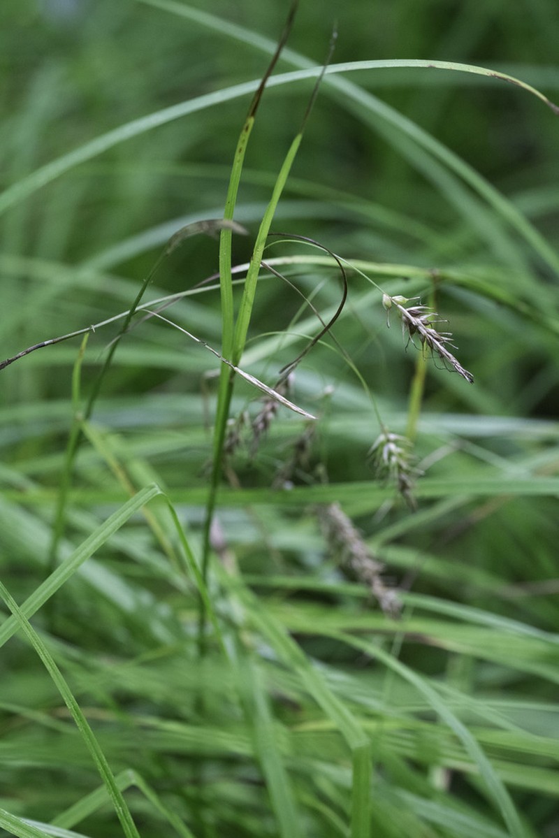 Sprengel's Sedge photo 7