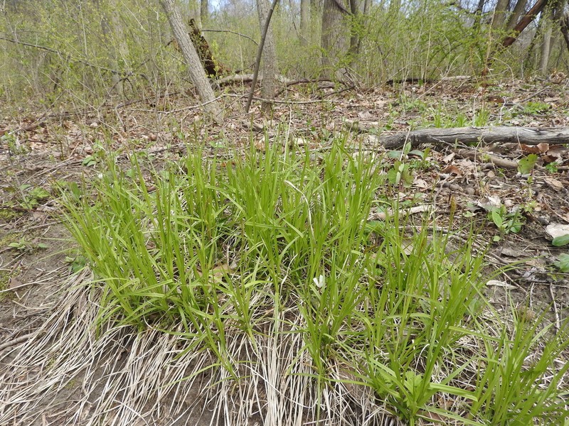 Sprengel's Sedge photo 8