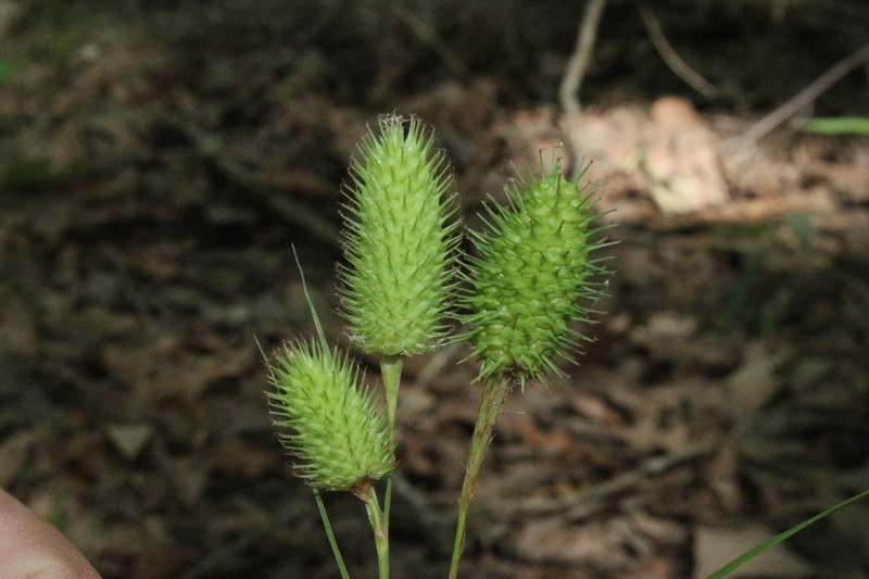 Squarrose Sedge