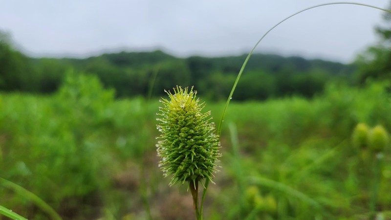Squarrose Sedge photo 2
