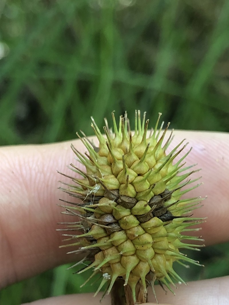 Squarrose Sedge photo 3