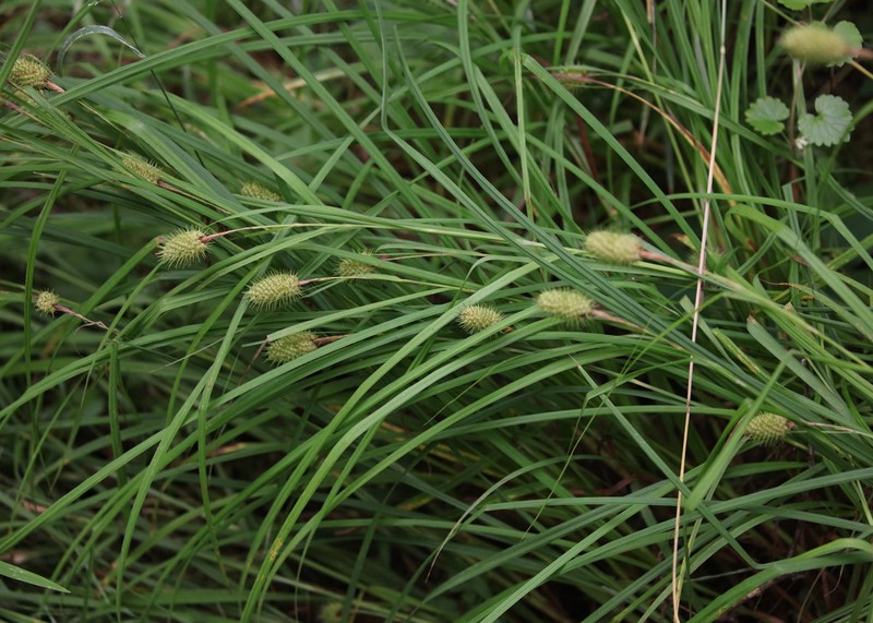 Squarrose Sedge photo 4