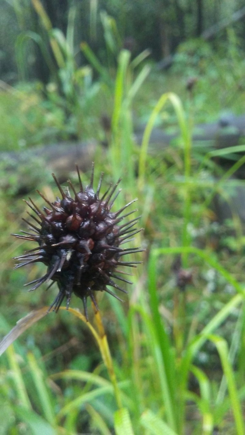 Squarrose Sedge photo 5