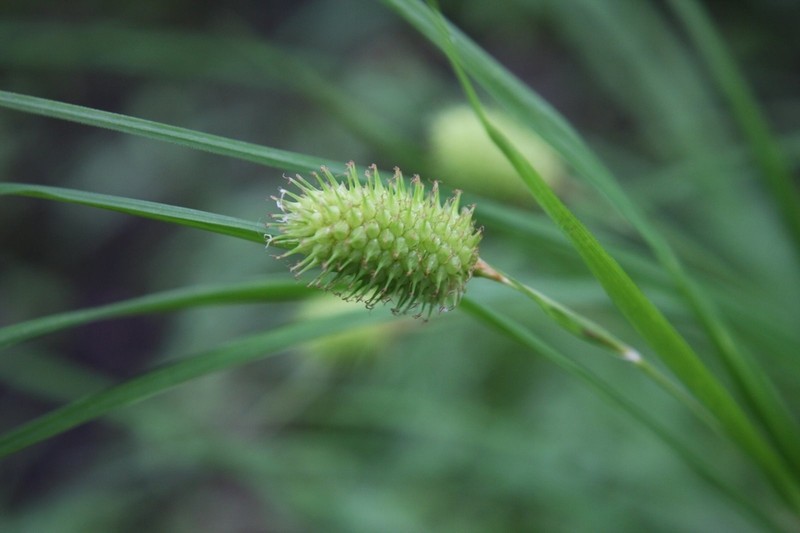 Squarrose Sedge photo 6