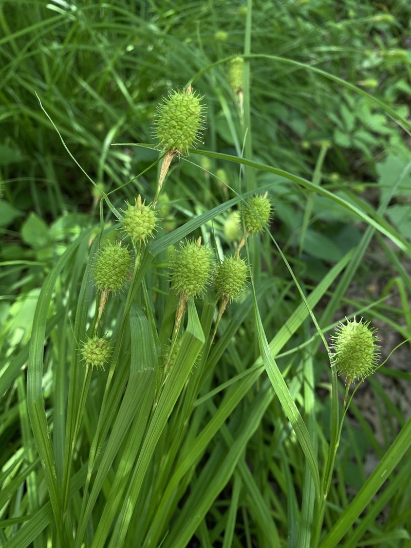 Squarrose Sedge photo 7