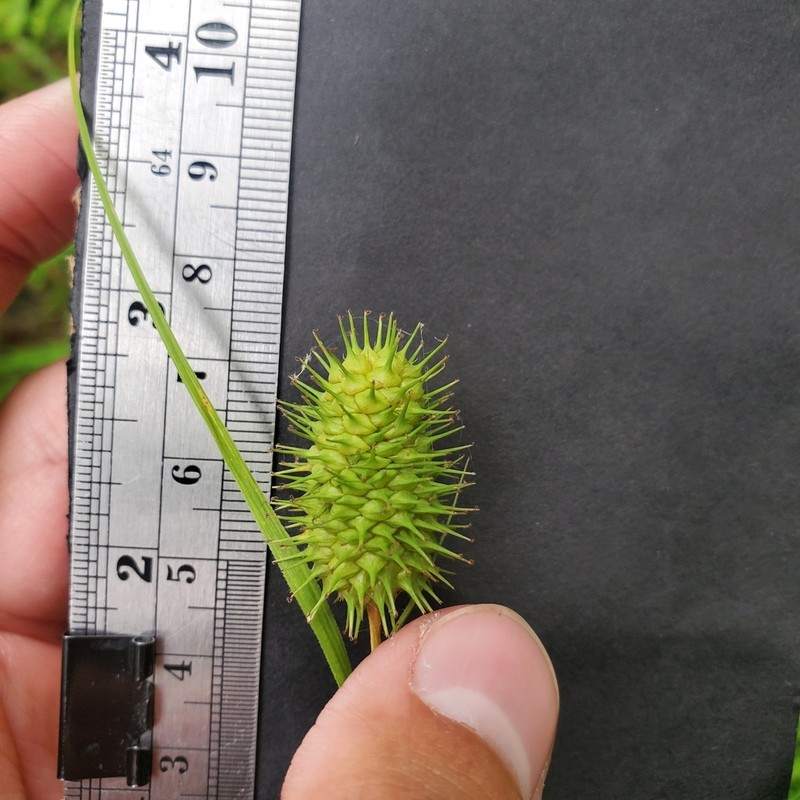 Squarrose Sedge photo 8