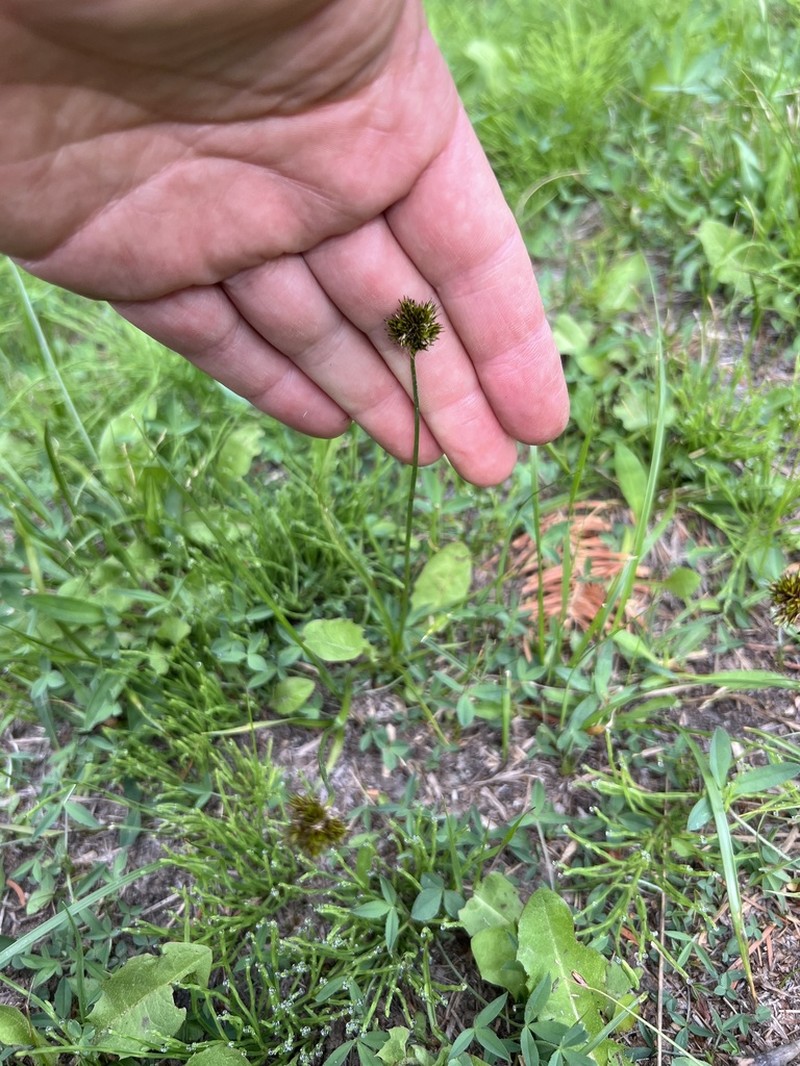 Riverbank Sedge