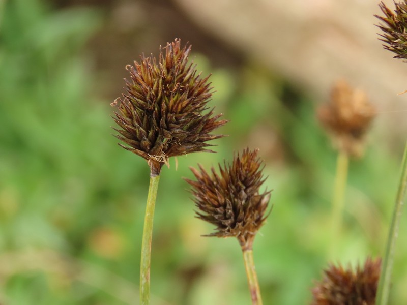 Riverbank Sedge photo 2