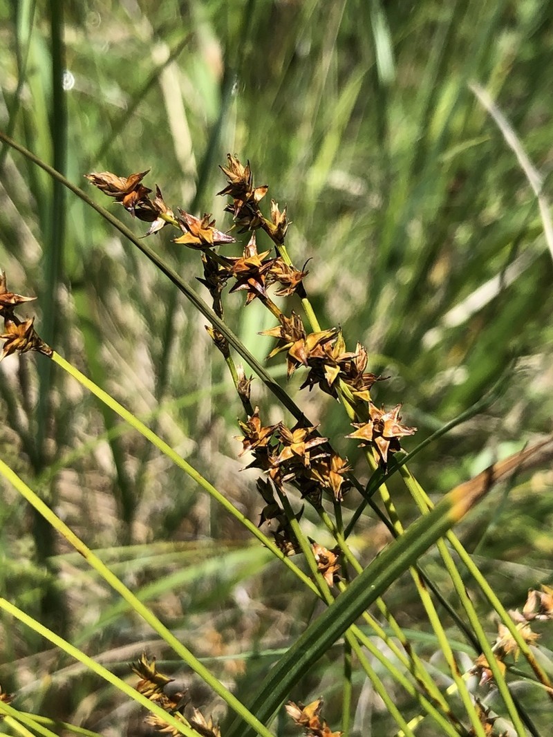 Dioecious Sedge