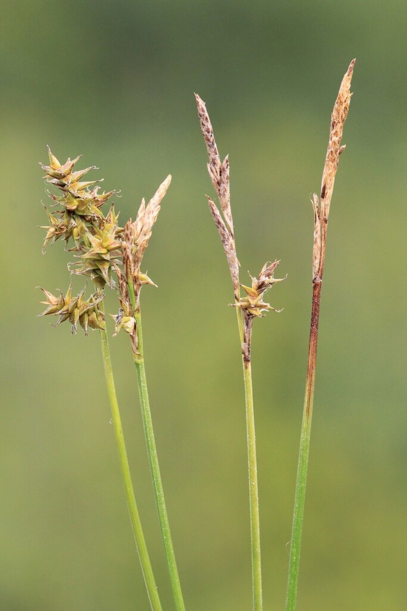 Dioecious Sedge photo 2