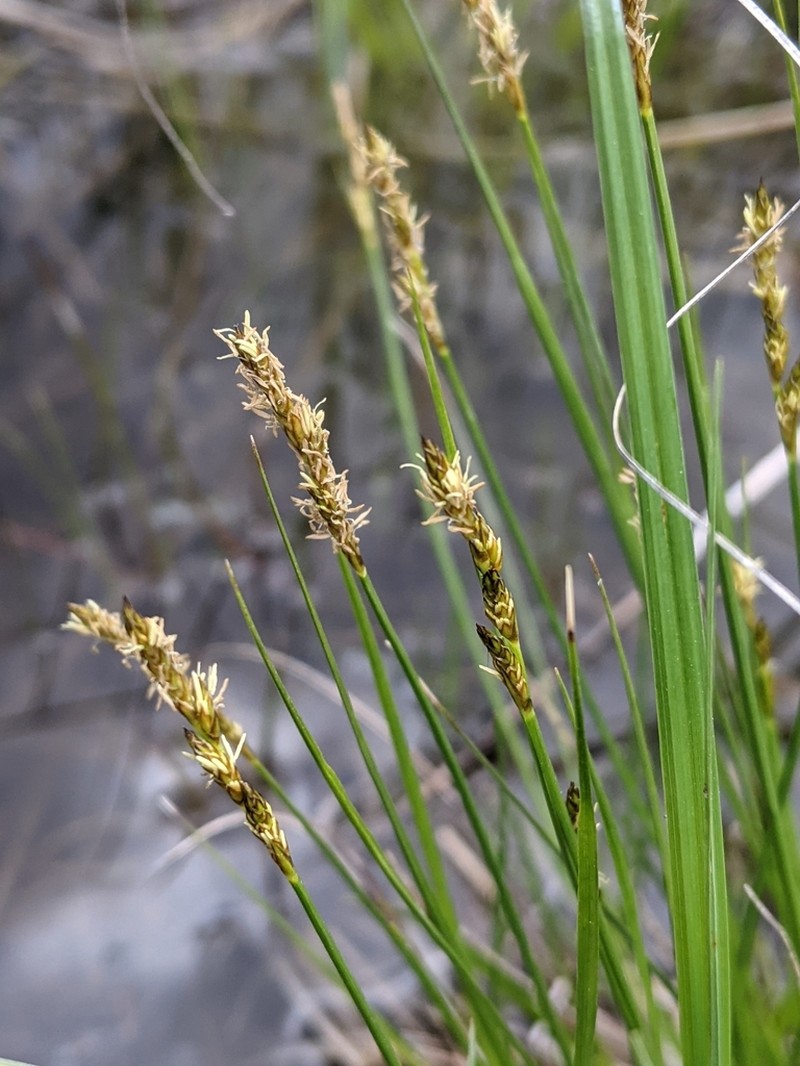 Dioecious Sedge photo 3