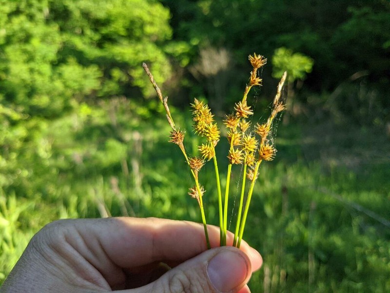 Dioecious Sedge photo 4