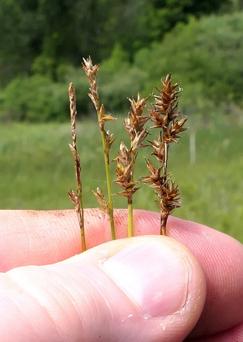 Dioecious Sedge photo 5