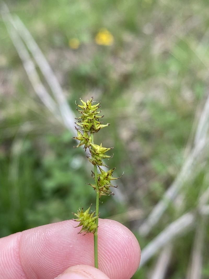 Dioecious Sedge photo 6