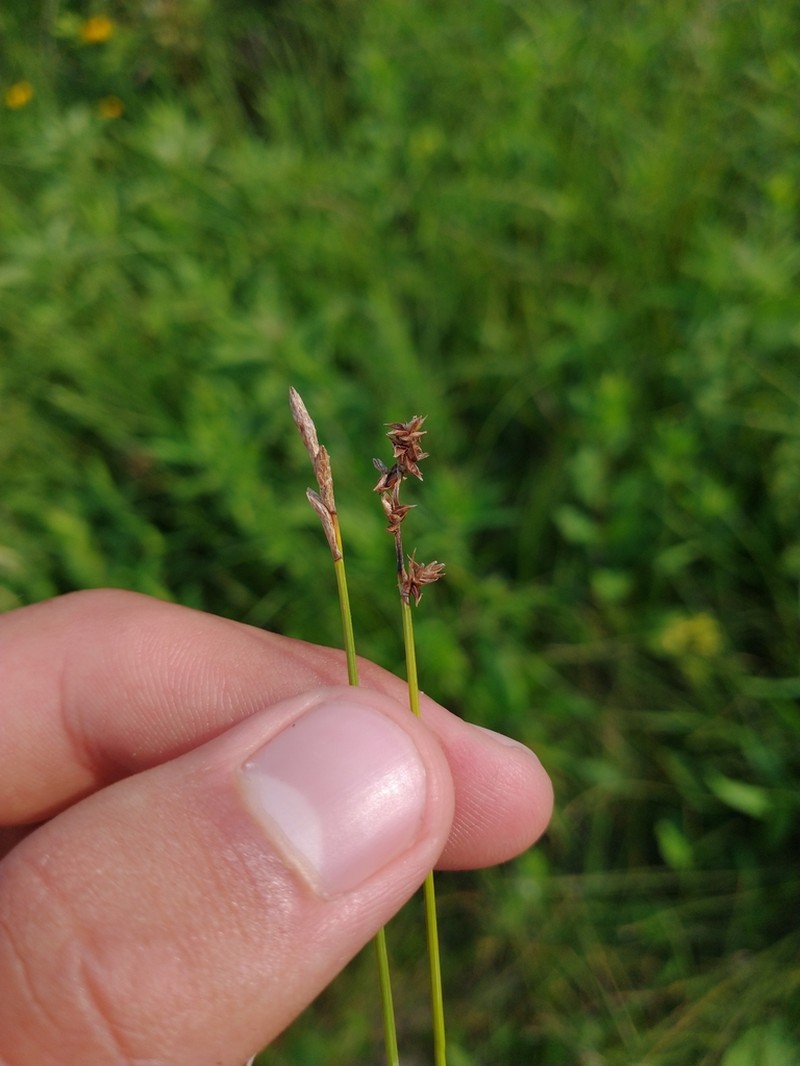 Dioecious Sedge photo 7