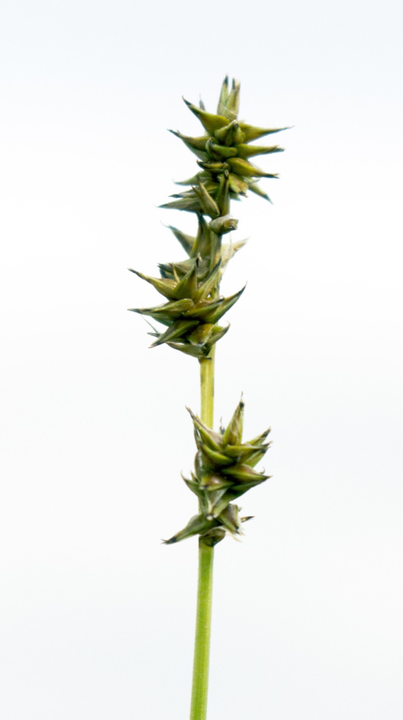 Dioecious Sedge photo 8