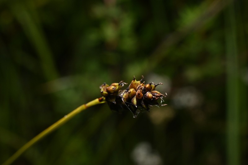 Carex stevenii