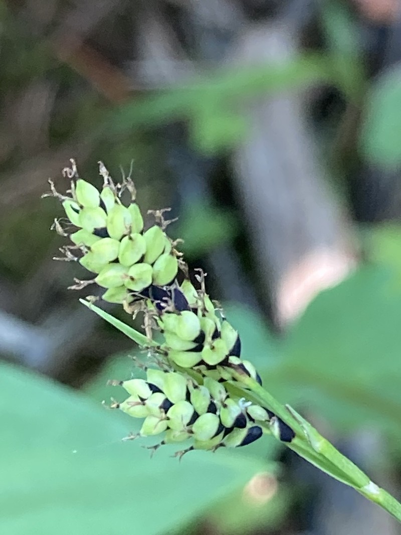 Carex stevenii photo 2