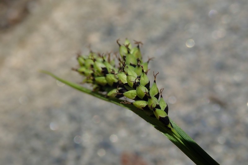 Carex stevenii photo 3
