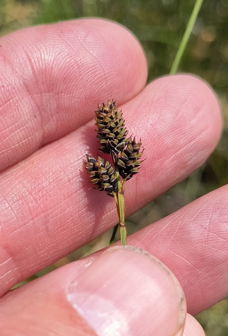 Carex stevenii photo 5