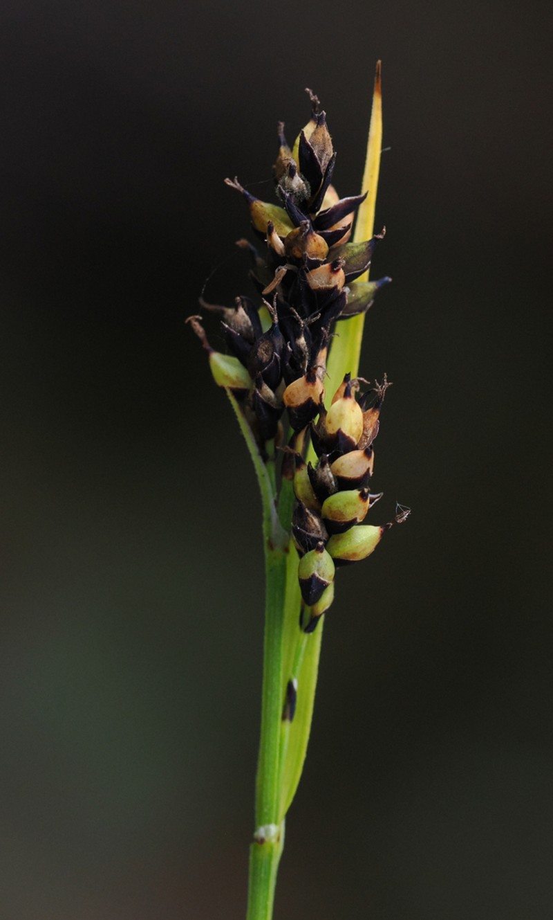 Carex stevenii photo 6