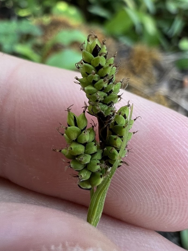 Carex stevenii photo 7