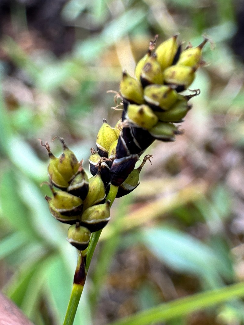 Carex stevenii photo 8