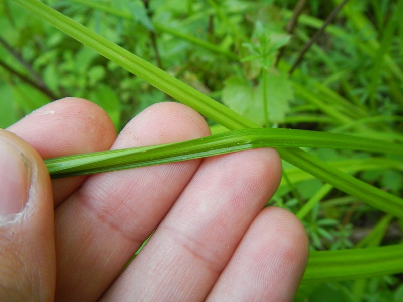 Awlfruit Sedge