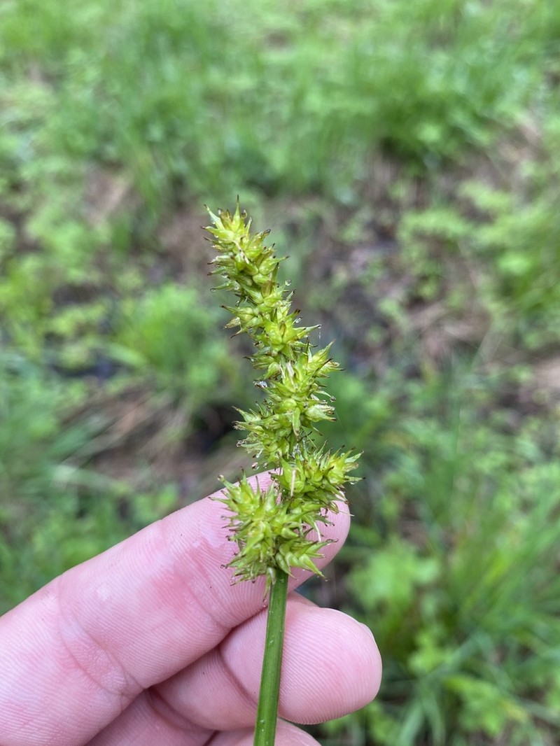 Awlfruit Sedge photo 2