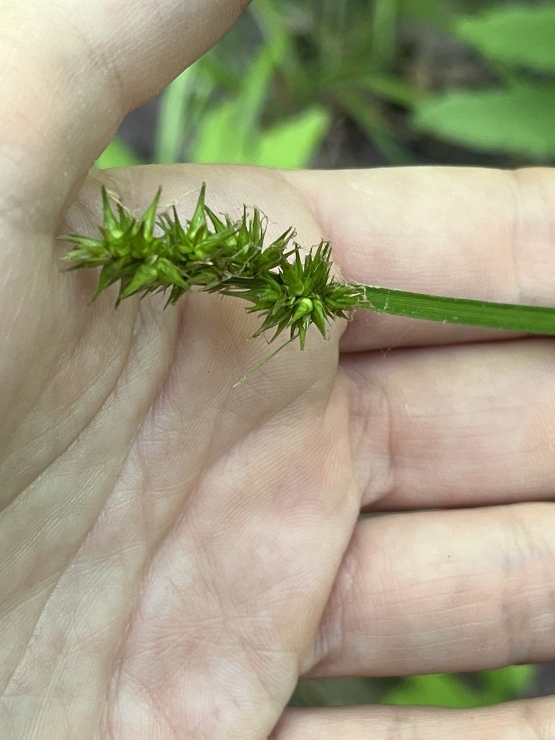 Awlfruit Sedge photo 3