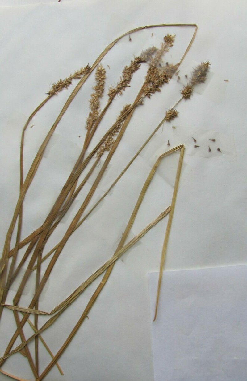 Awlfruit Sedge photo 4