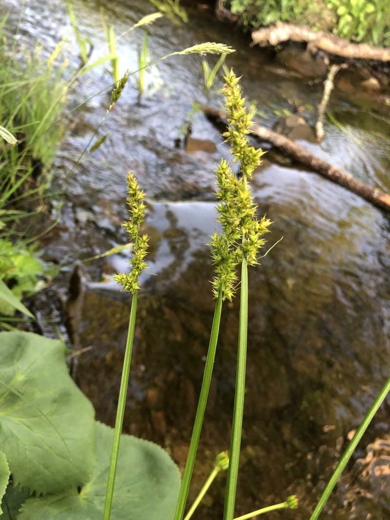 Awlfruit Sedge photo 5