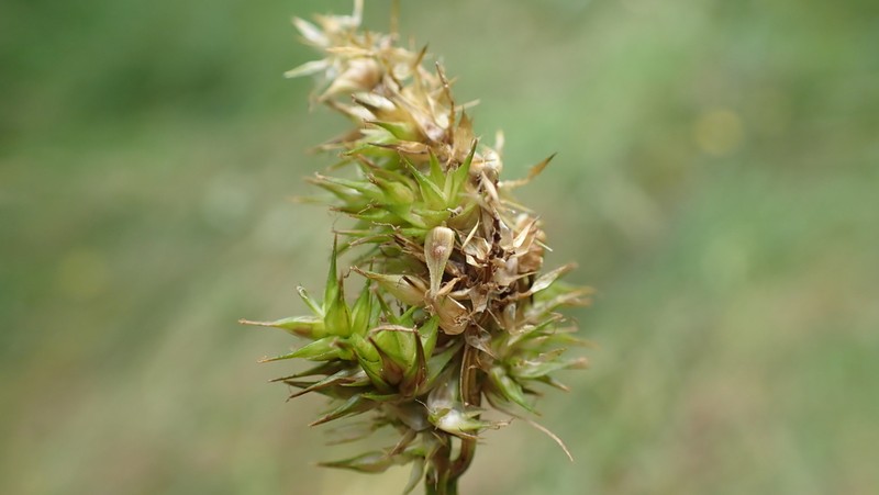 Awlfruit Sedge photo 6