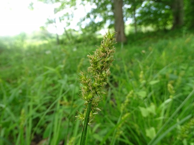 Awlfruit Sedge photo 7