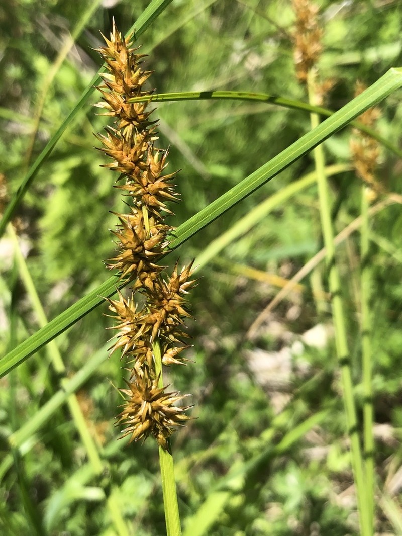 Awlfruit Sedge photo 8