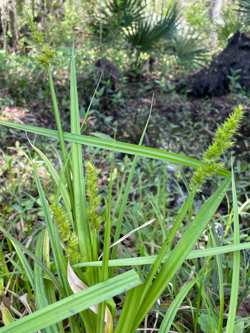 Carex stipata var. maxima