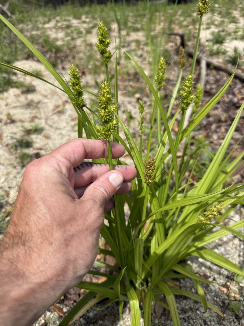 Carex stipata var. maxima photo 2