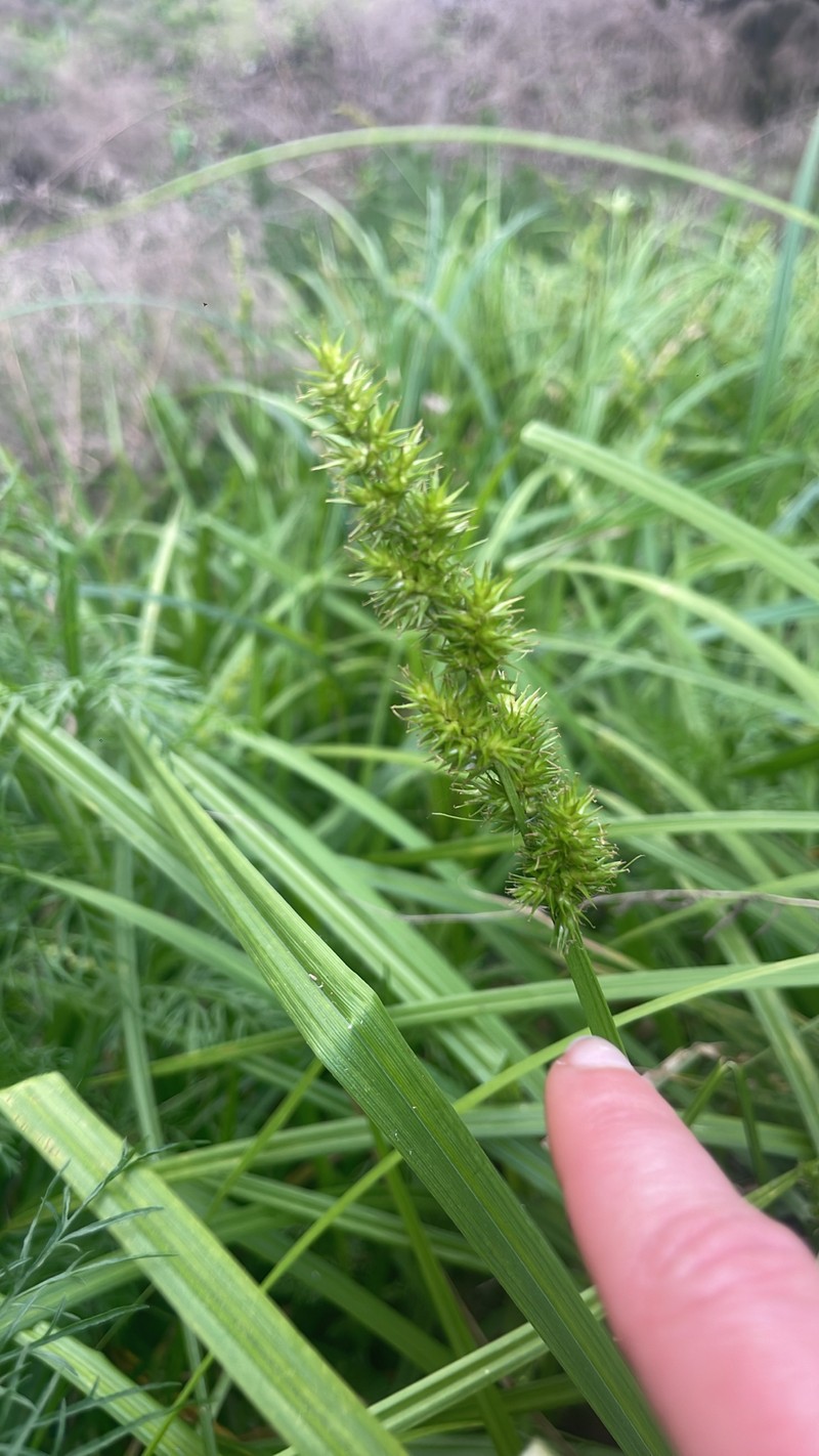 Carex stipata var. maxima photo 3
