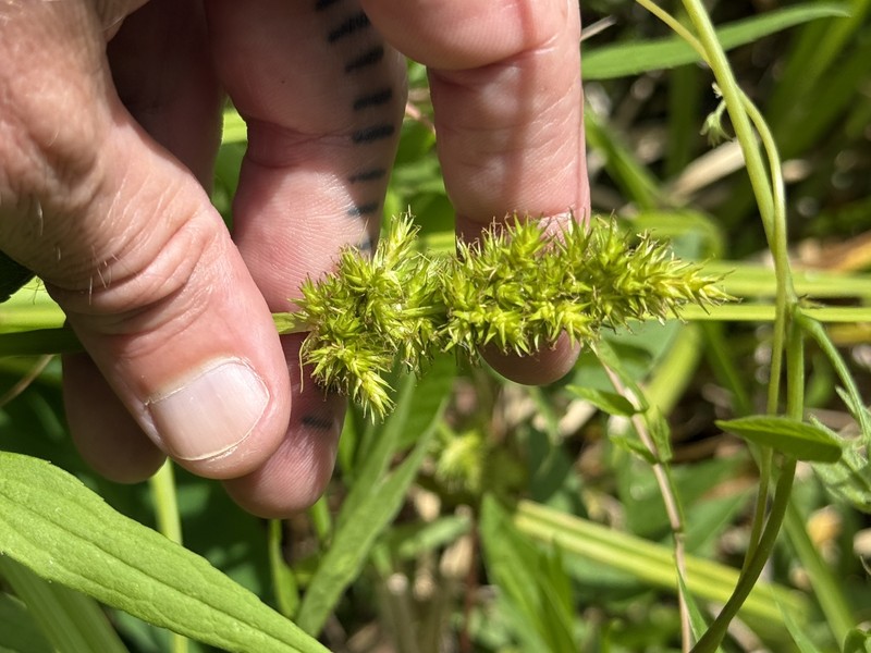Carex stipata var. maxima photo 4