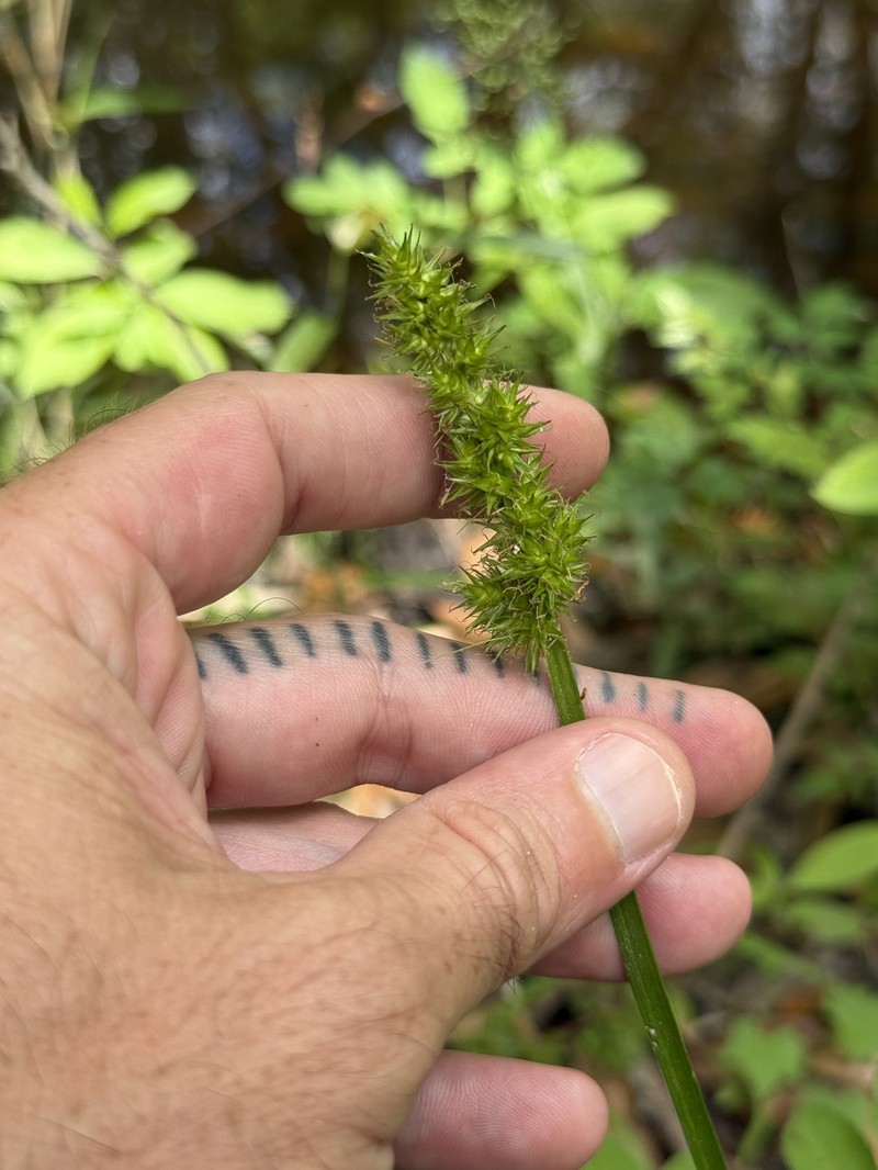Carex stipata var. maxima photo 6