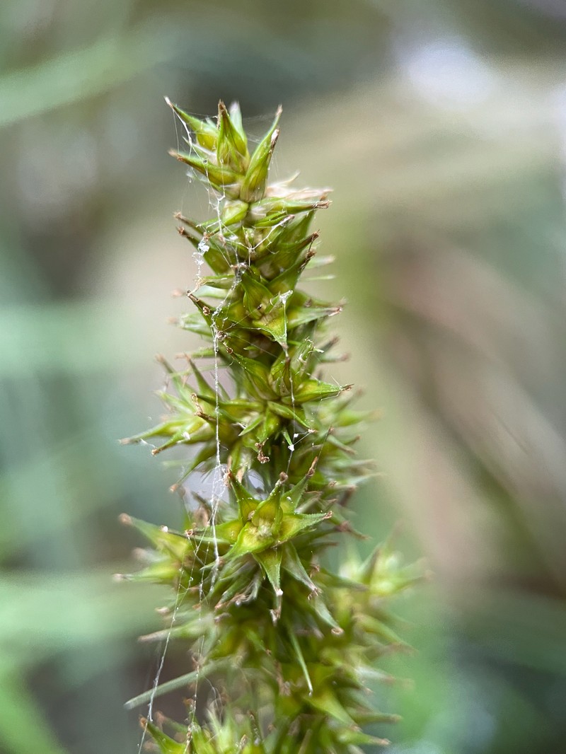 Carex stipata var. maxima photo 7