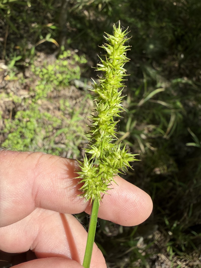 Carex stipata var. maxima photo 8