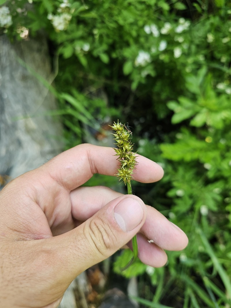 Carex stipata var. stipata