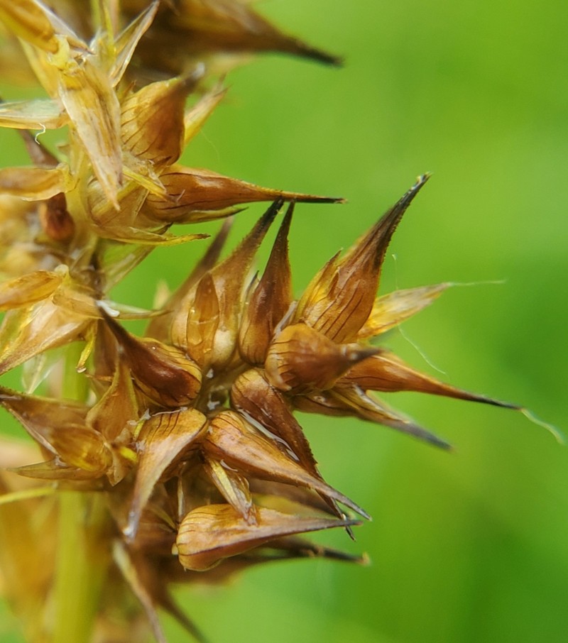 Carex stipata var. stipata photo 2
