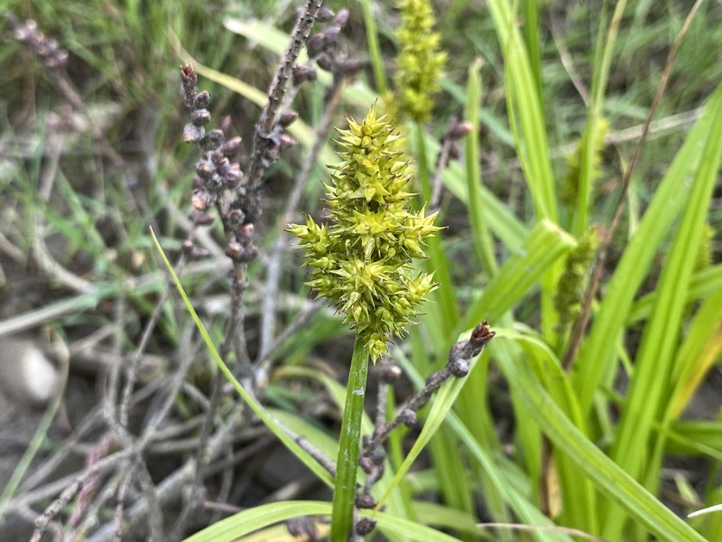 Carex stipata var. stipata photo 3