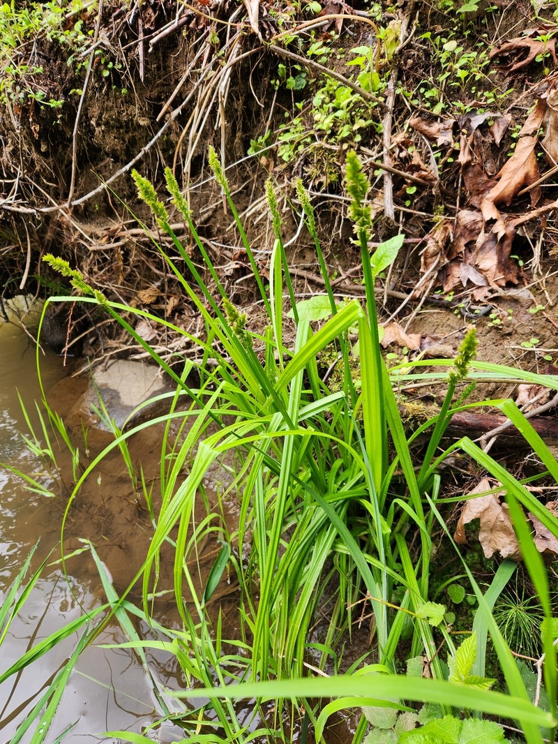 Carex stipata var. stipata photo 4